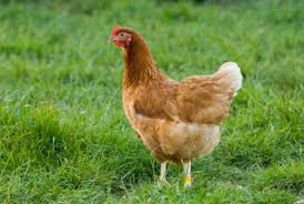 Chicken Husbandry - All Your Questions Answered...