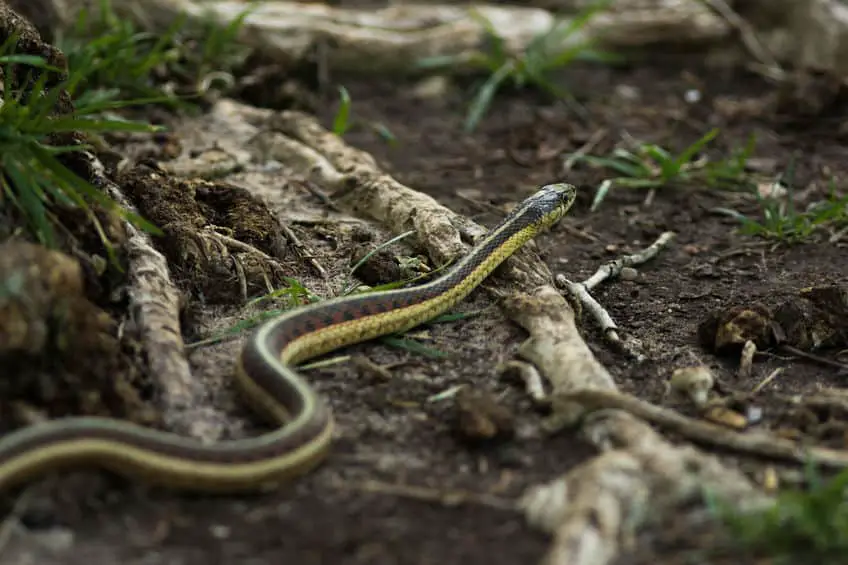 How to Keep Snakes Away From Your Yard and Chicken Coop