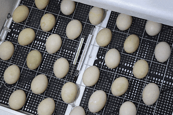 7 of the best incubator for chicken eggs