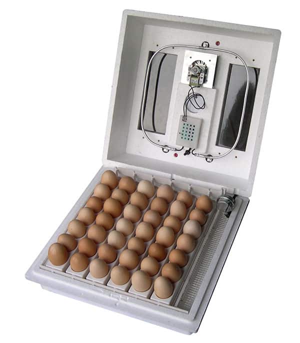 mini incubator for chicken eggs