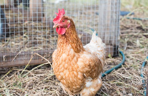 most popular chicken coops for sale