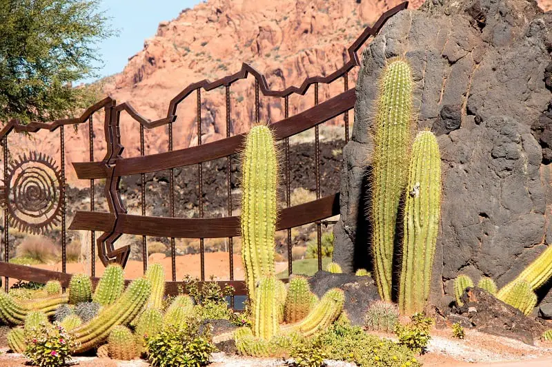 Desert Garden Ideas - Cactus and Gate