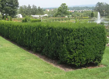 Wax Myrtle hedge