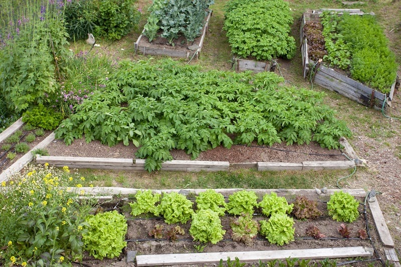 Neat raised beds of potatoes  cauliflower  broccoli  lettuce  carrots  and parsnip as assortment of different home grown fresh vegetable and herb plants in wooden frames for easy cultivation