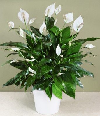 peace lily plant