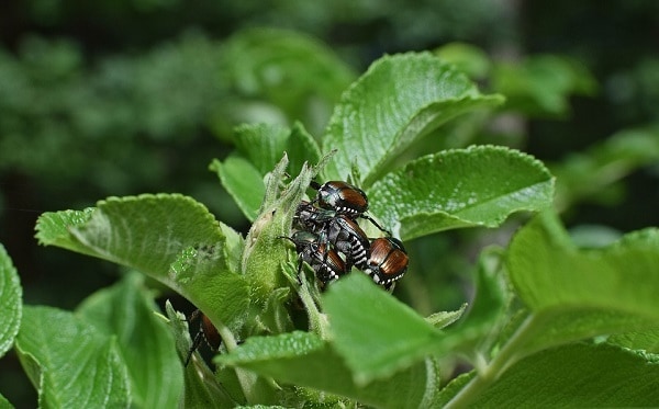 June bugs on rosebuds