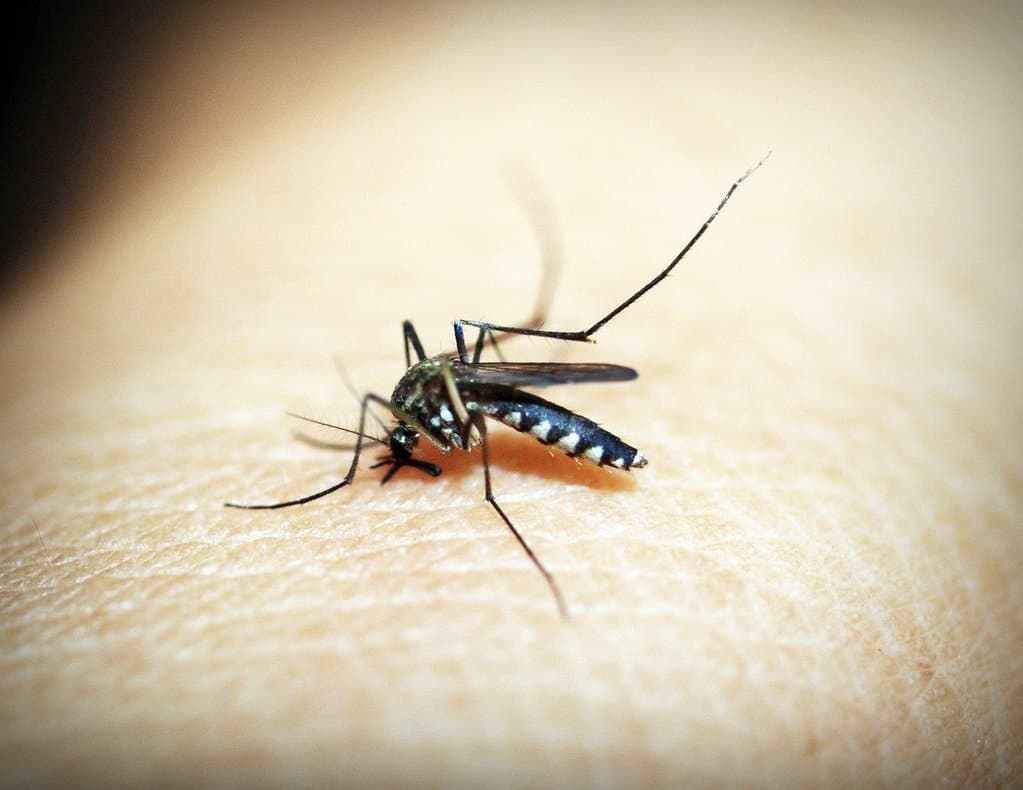 Mosquito on skin biting